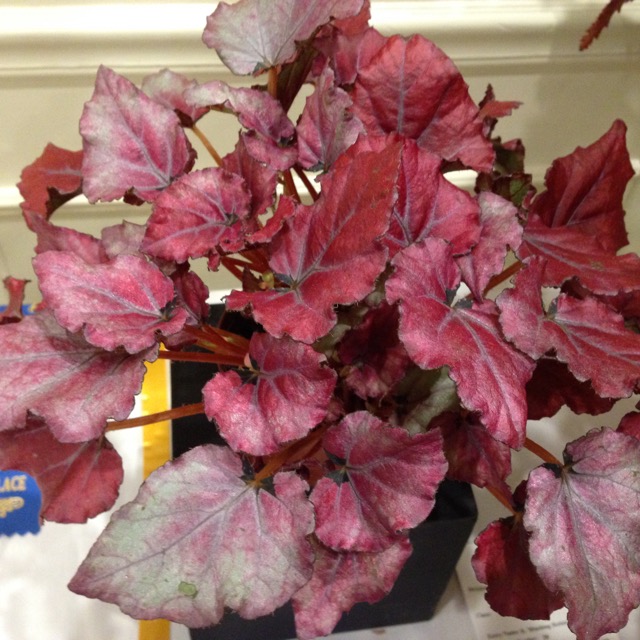 B. ‘Harmony’s Blushing Robin’